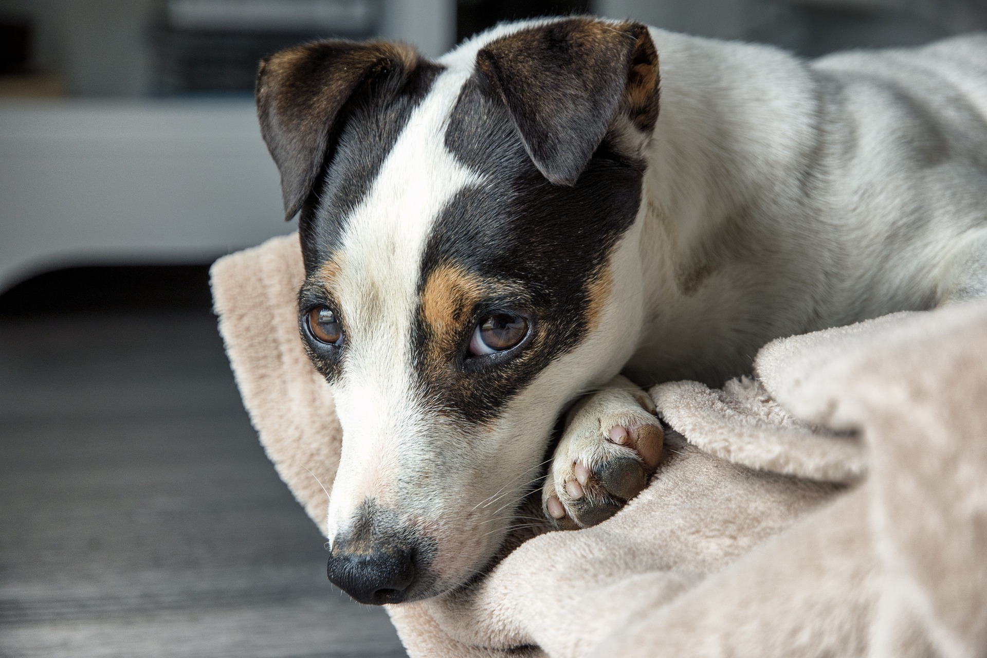 Jack Russell Terrier Temperament Personality and Characteristics